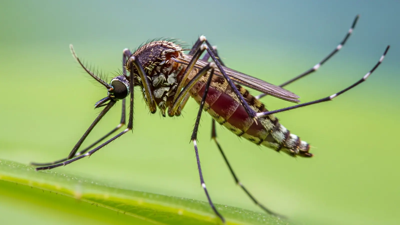 Hate Mosquitos? Here Are Gadgets & Gear Designed To Keep Them Away All Summer